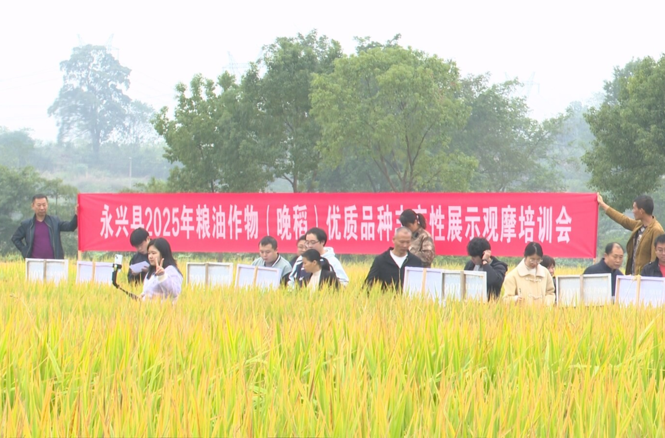 永兴县举办晚稻优质品“丰产性”种观摩培训会 田间“选秀”助推良种良法落地