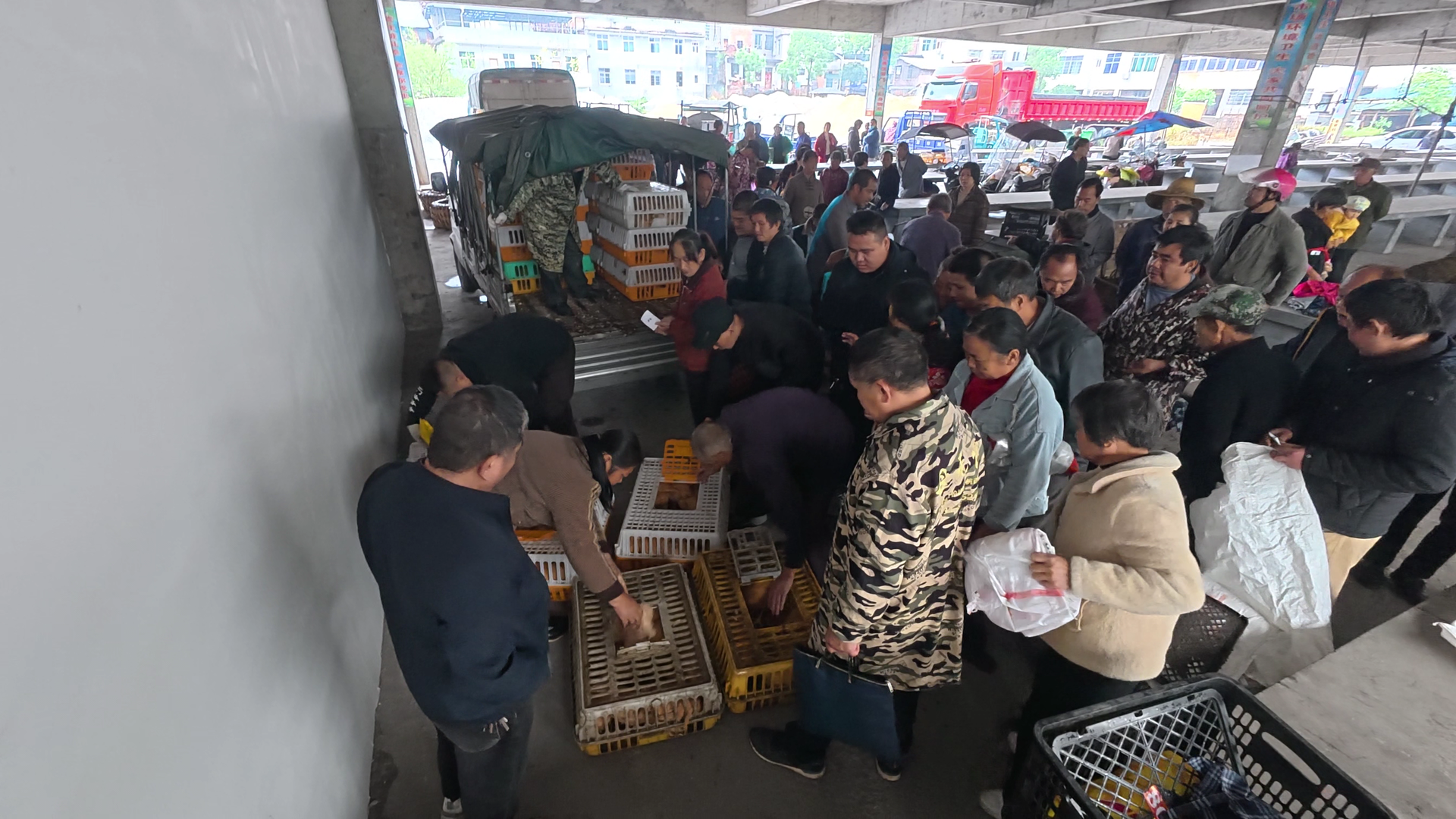 永兴：为残疾人家庭送鸡苗和饲料，帮助残疾人就业增收