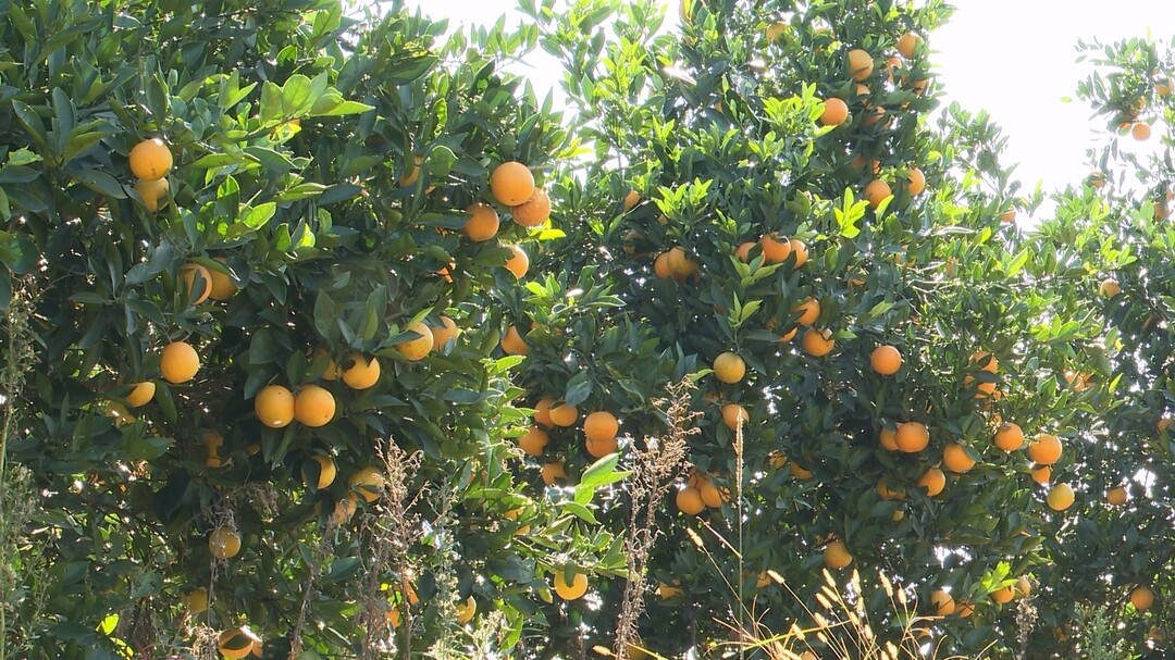 永兴冰糖橙 “橙王” 评比于11月15日启幕 专家坐镇选标杆