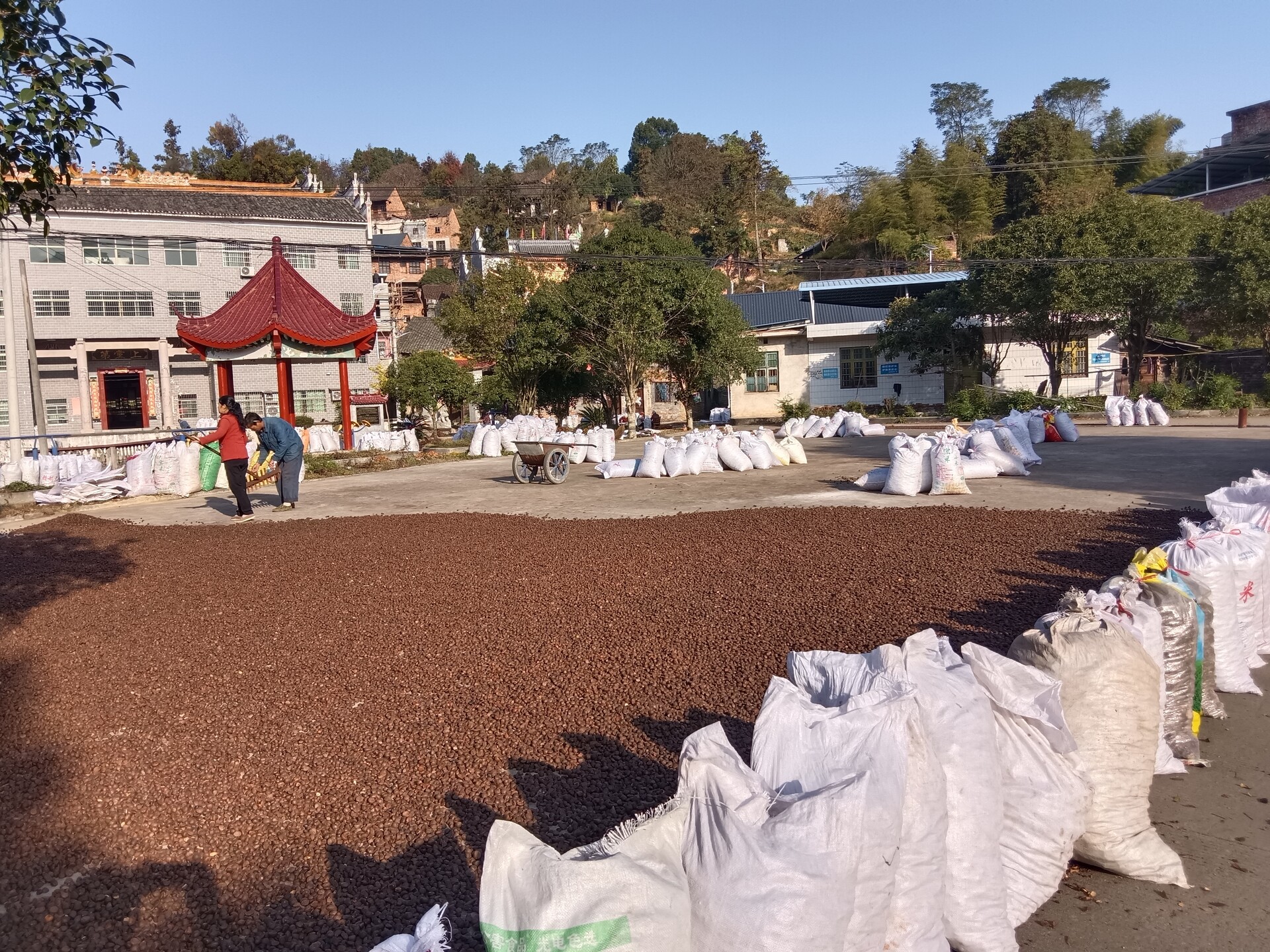 永兴县马田镇金华村油茶籽喜获丰收——乡村振兴添动能