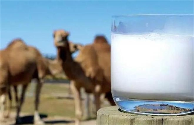 骆驼奶粉哪个品牌好，认证十大品牌排行榜，骆驼洲驼奶粉表现抢眼