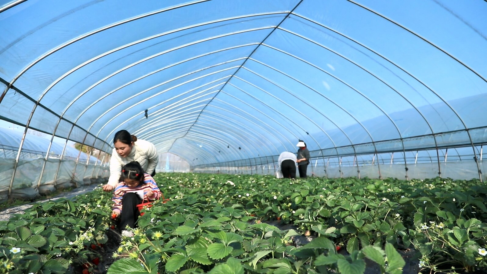 永兴：沐冬日暖阳  享“莓”好时光