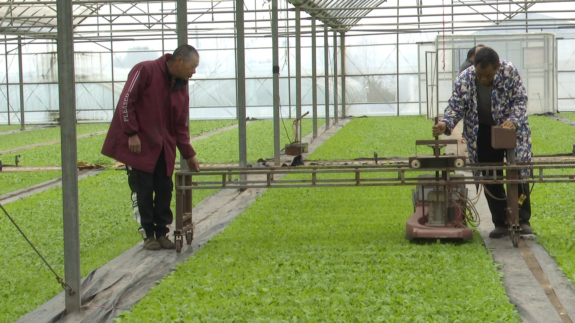 春耕备耕正当时|永兴县：精细化开展苗期管护工作，全力培育优质壮苗