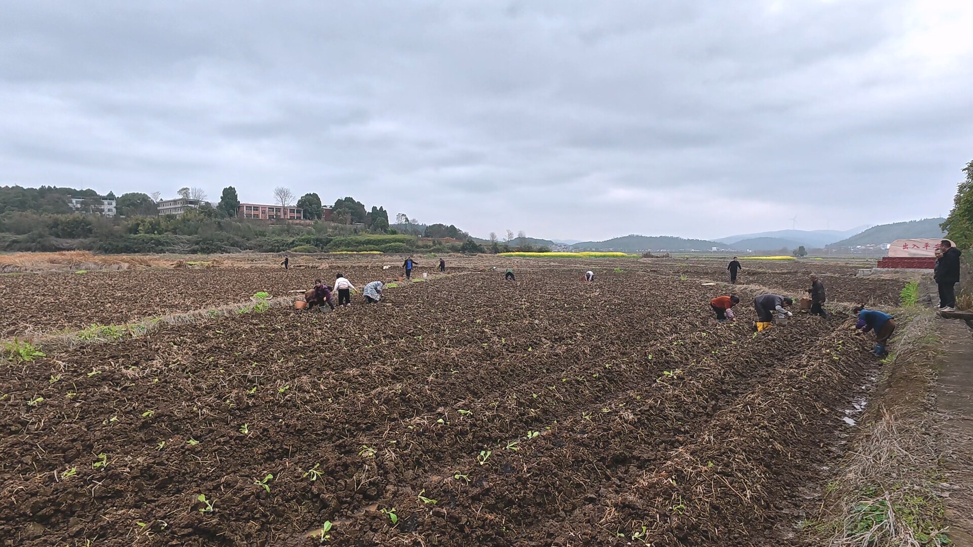 人勤春早：永兴县4.31万亩烤烟开始陆续移栽
