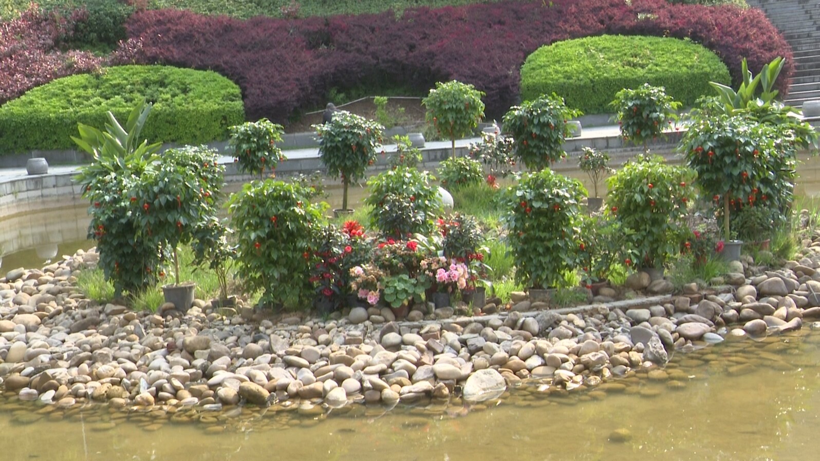 永兴县人民公园春色满园 市民乐享好时光