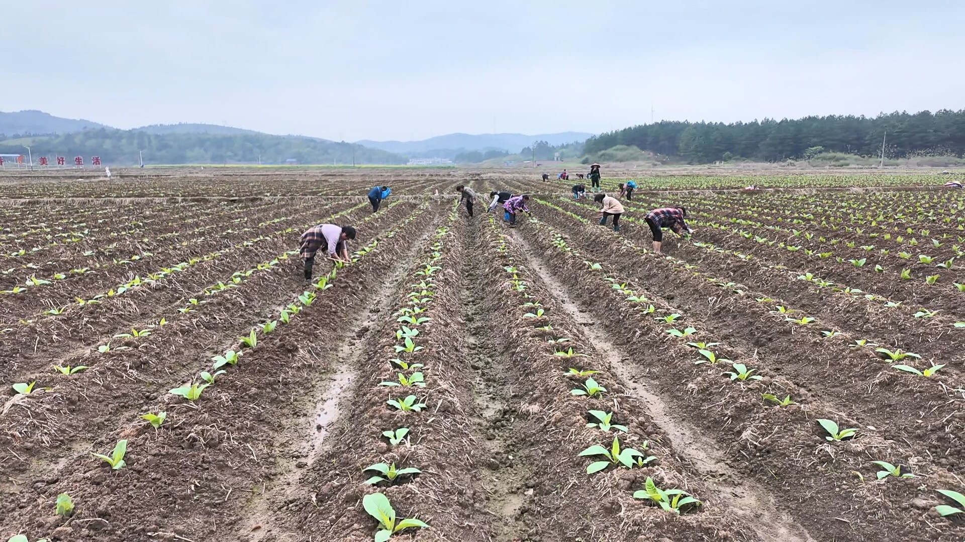 永兴县高亭司镇：烤烟管护正当时 农技护航促增收