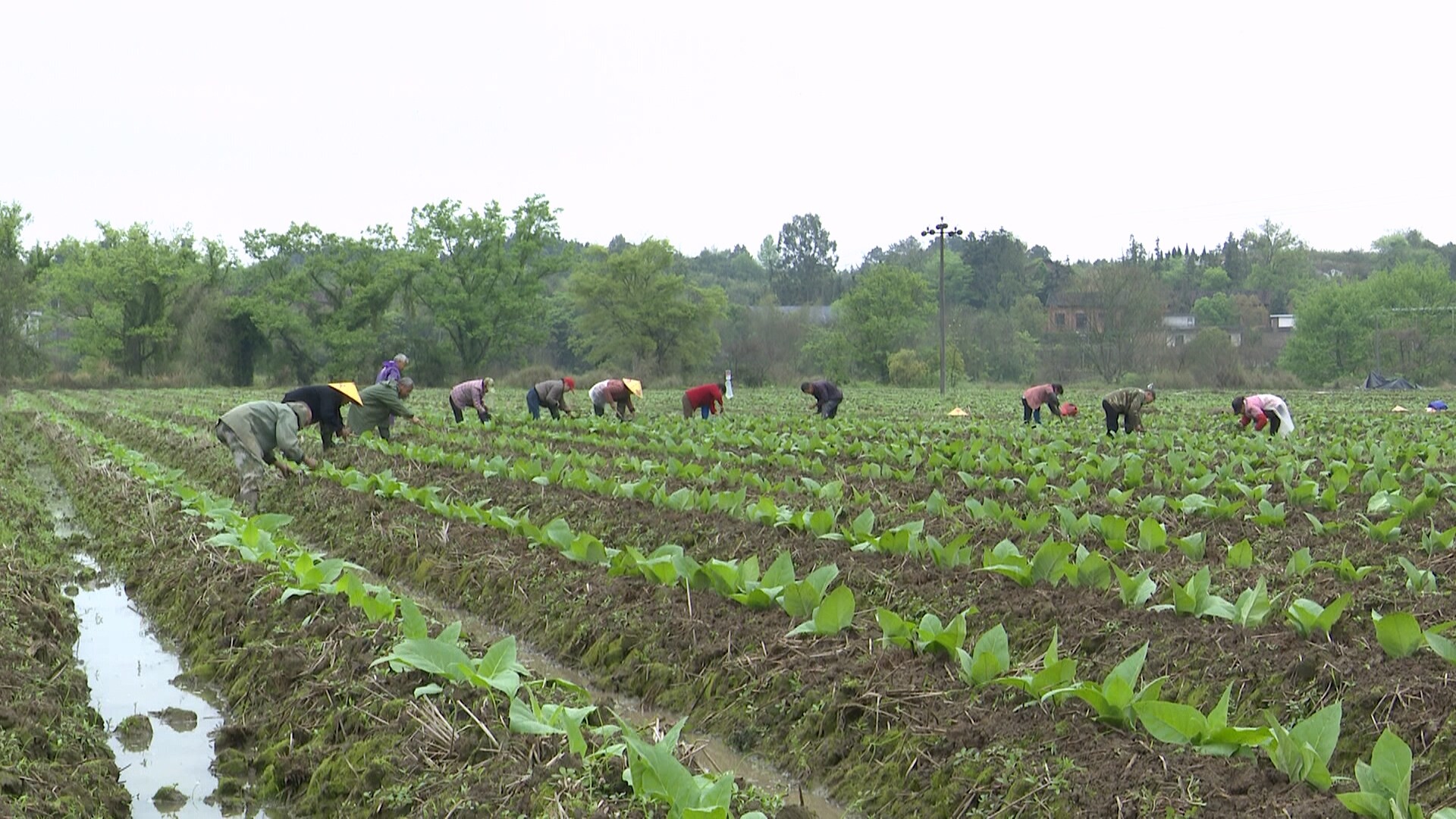 开局八好 乘势而上|加强技术指导 护航烤烟生长