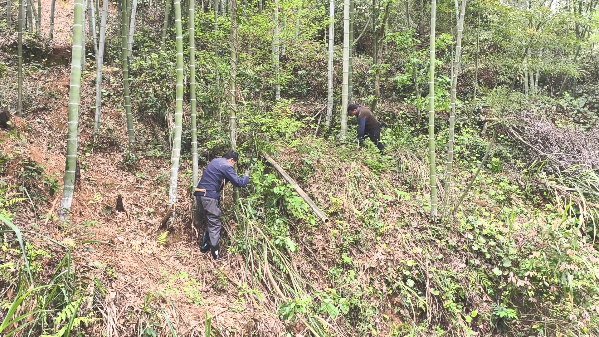 永兴县樟树镇大岭村：一根楠竹牵起致富路