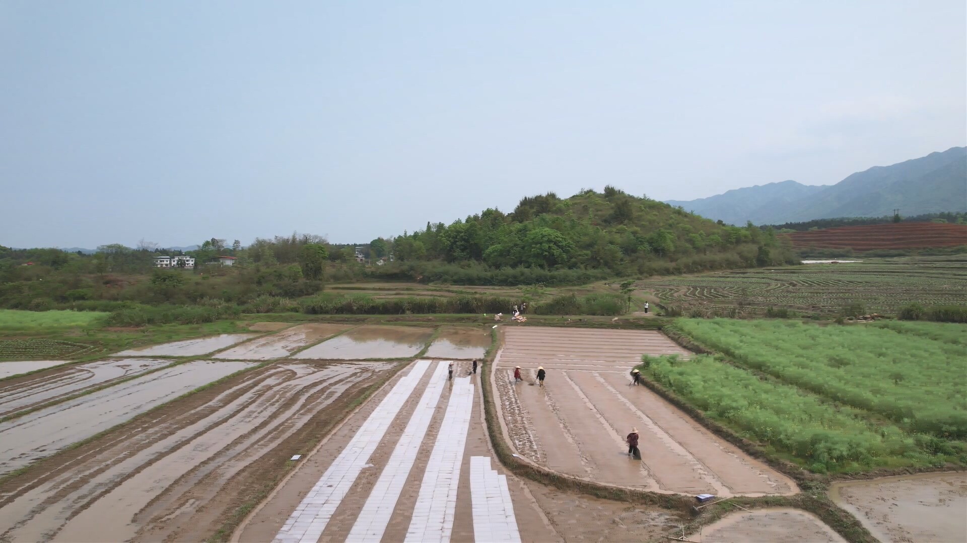 永兴县鲤鱼塘镇：春耕好时节  早稻育秧忙