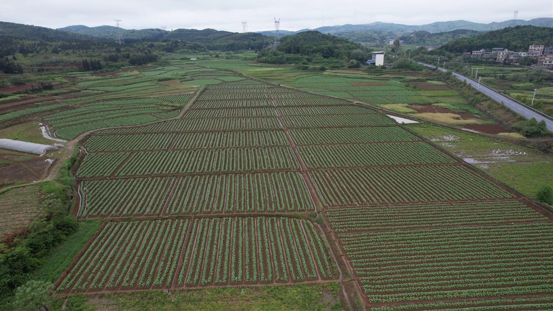 永兴县洋塘乡：干群合力抢排积水保丰收