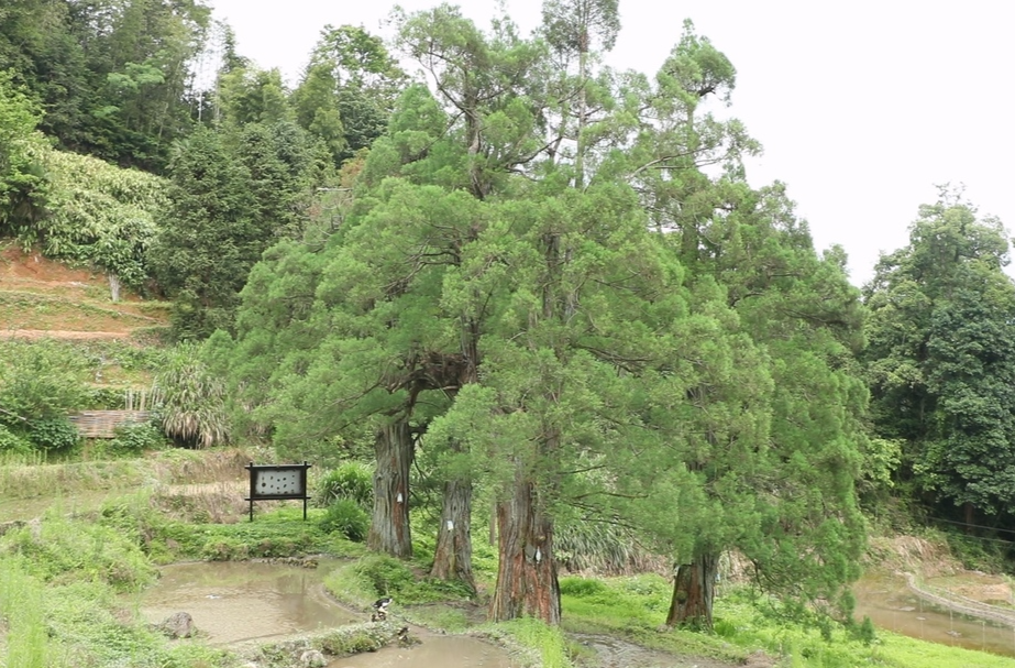 护一方生灵 泽万物共荣（一）永兴县大布江乡：守护“植物活化石”的千年接力