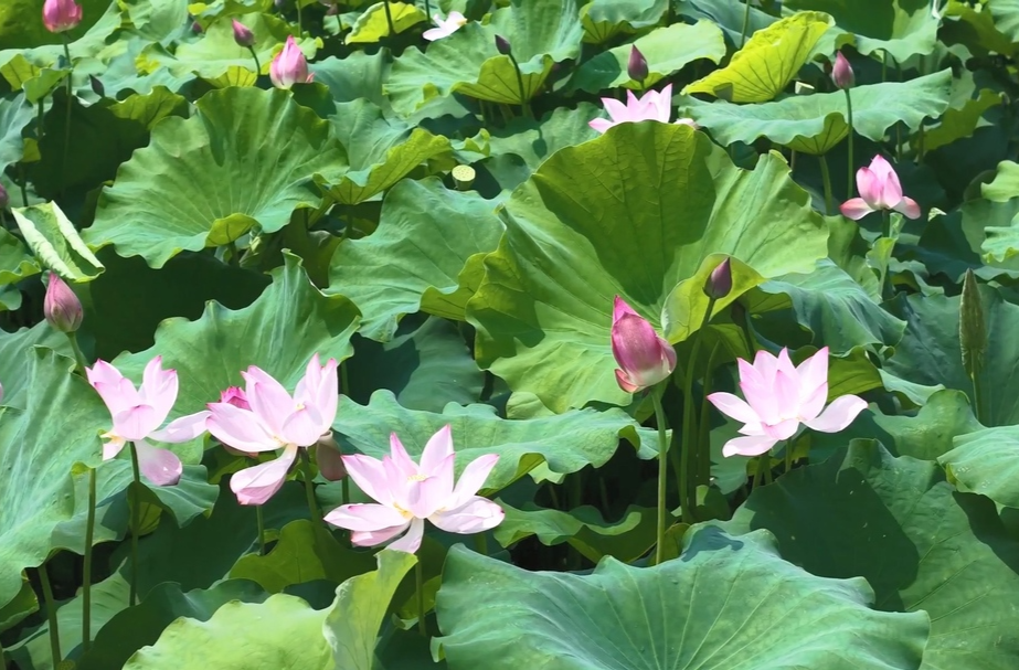 大美永兴|西河湿地荷花开 满塘清香绕岸来