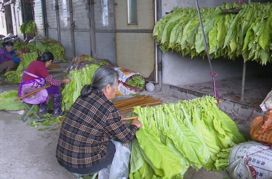 开局八好 乘势而上｜永兴县烤烟开启集中烘烤  喜迎“烤”季丰收在望