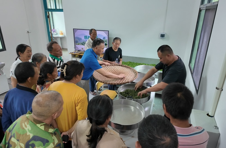 永兴：送技下乡 非遗制茶技艺助茶农增收