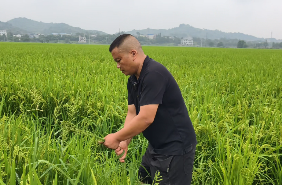 党旗在基层一线高高飘扬|邝飞进：党旗映稻田 初心守粮仓