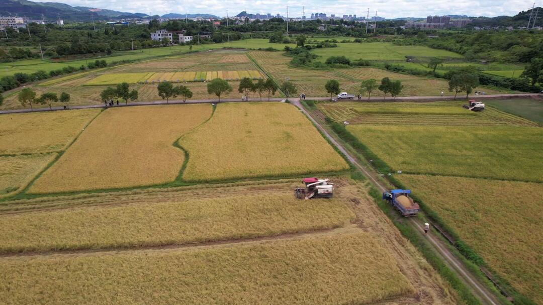 开局八好 乘势而上｜永兴县双季稻优质品种早稻示范田亩产增产超40斤