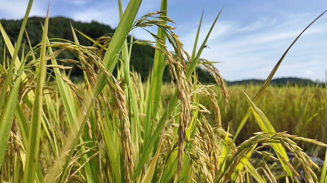早稻开镰丰收 机械化助力颗粒归仓