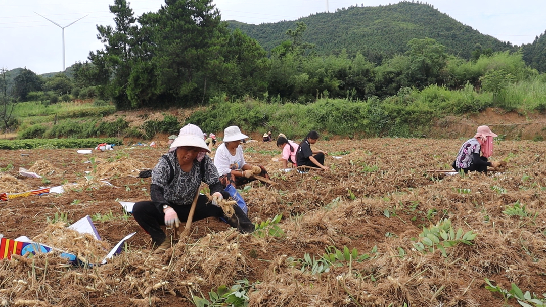 开局八好 乘势而上｜永兴县油麻镇：万亩玉竹迎丰收 特色产业铺就乡村振兴路