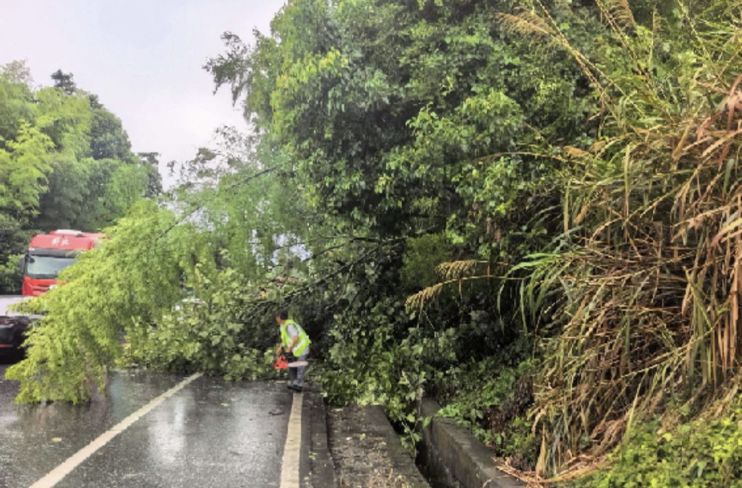 风雨骤起树木倒伏 永兴公路人紧急清障保畅通