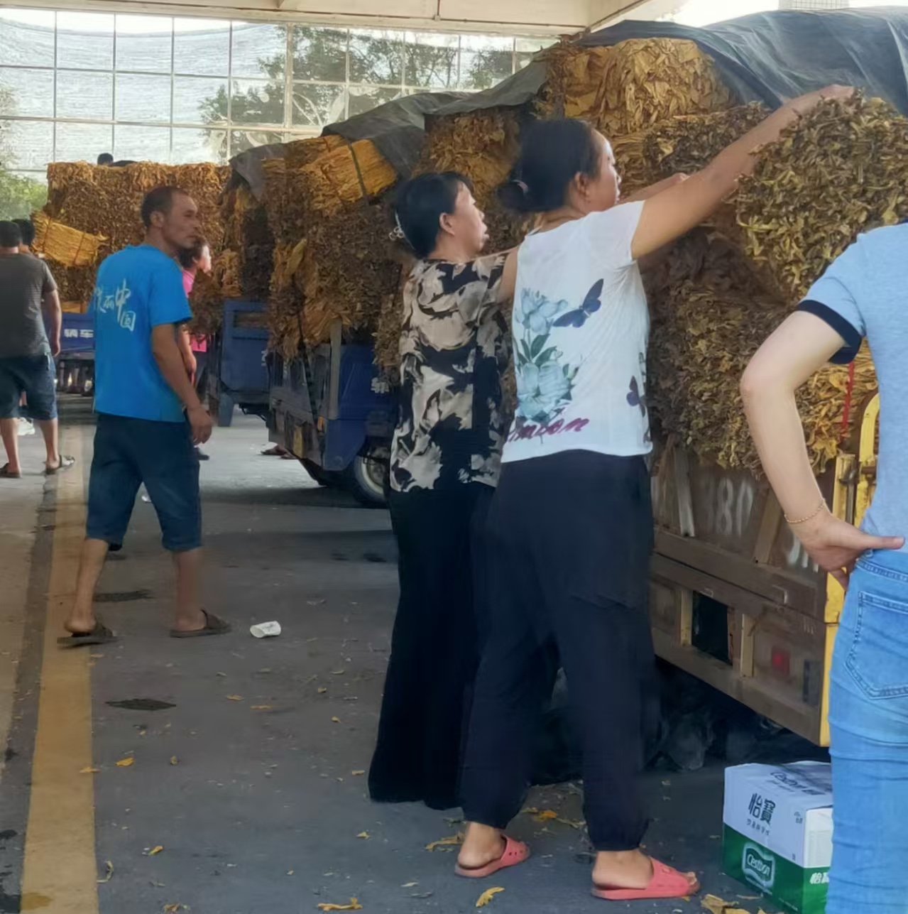 永兴：烤烟开秤 “金叶”飘香，柏林烤烟又迎来丰收季