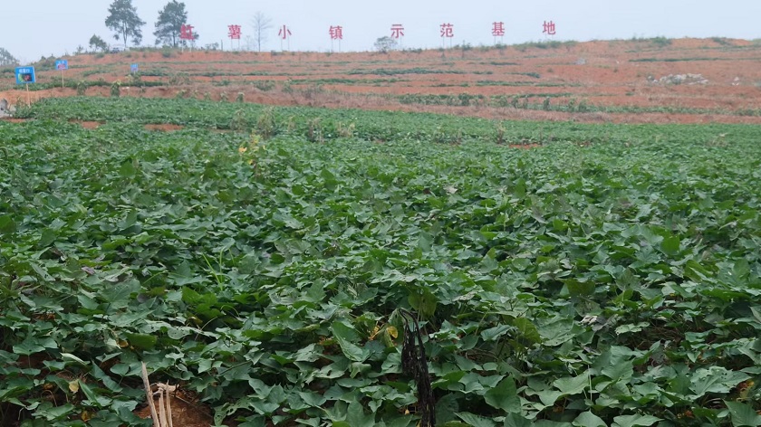 湖南生物机电职业技术学院院长刘唐兴率专家调研组到永兴调研