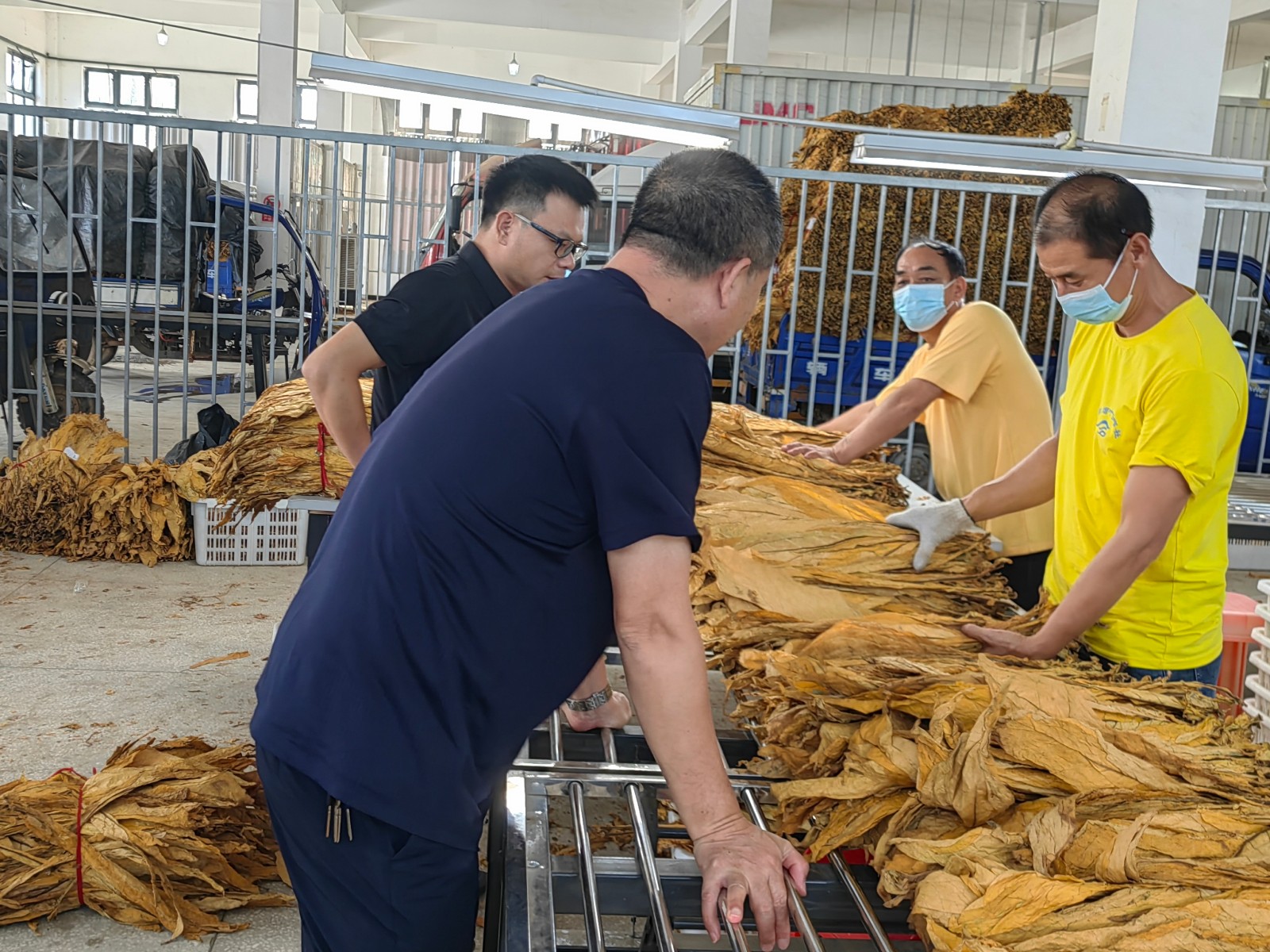 永兴县高亭司镇：金叶归仓促增收 精准服务助振兴