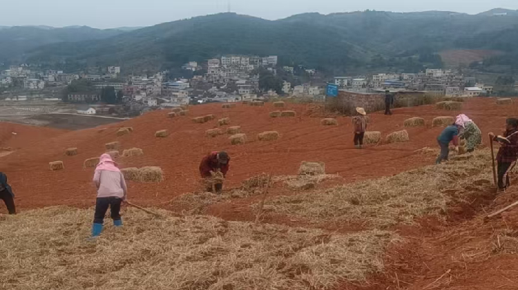 永兴县迅速开展专项行动 科技护航林下中药材安全越冬