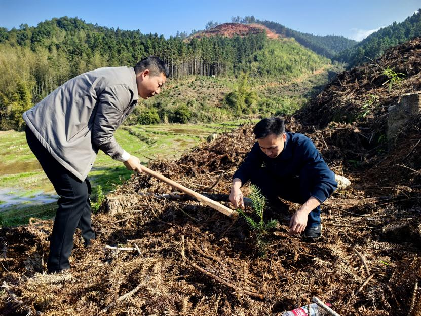 春风添新绿 植树正当时｜ 永兴县七甲乡：绿满七甲春意浓，干群同心植树忙