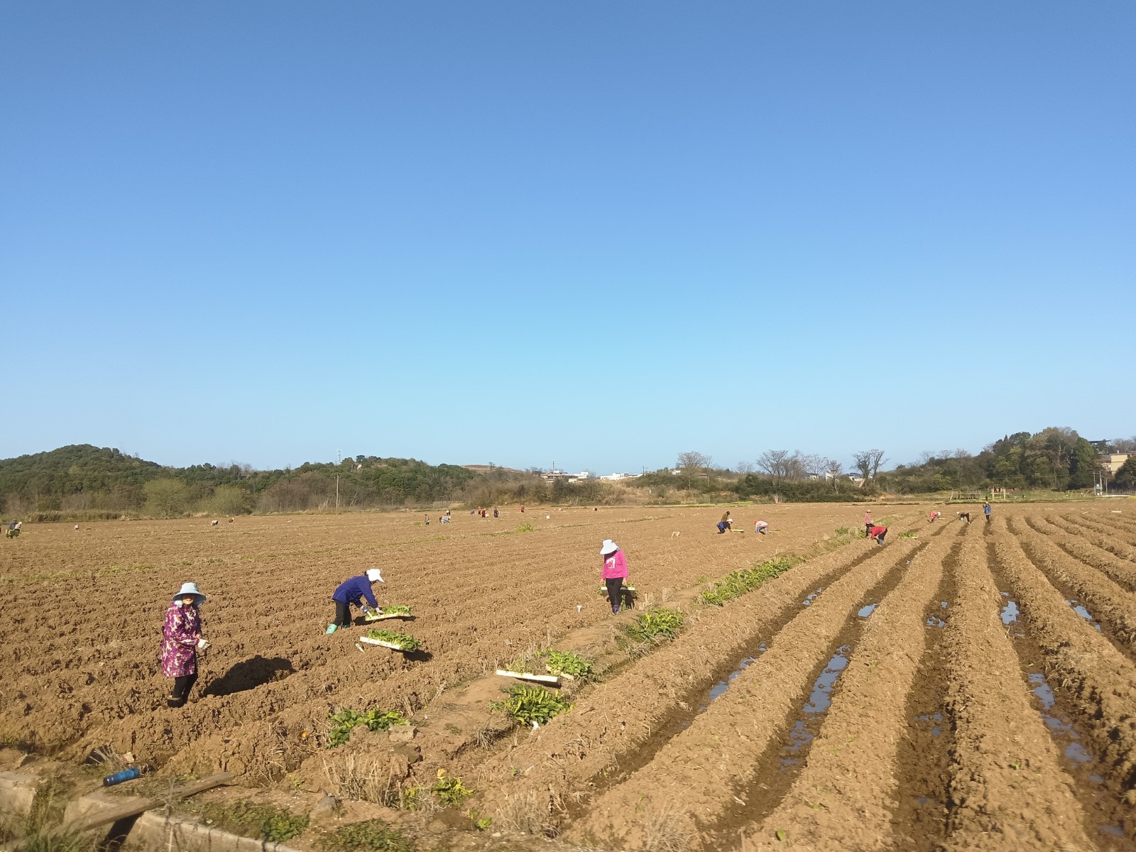 永兴县高亭司镇：抢抓节令不误农时 稳步推进烤烟生产